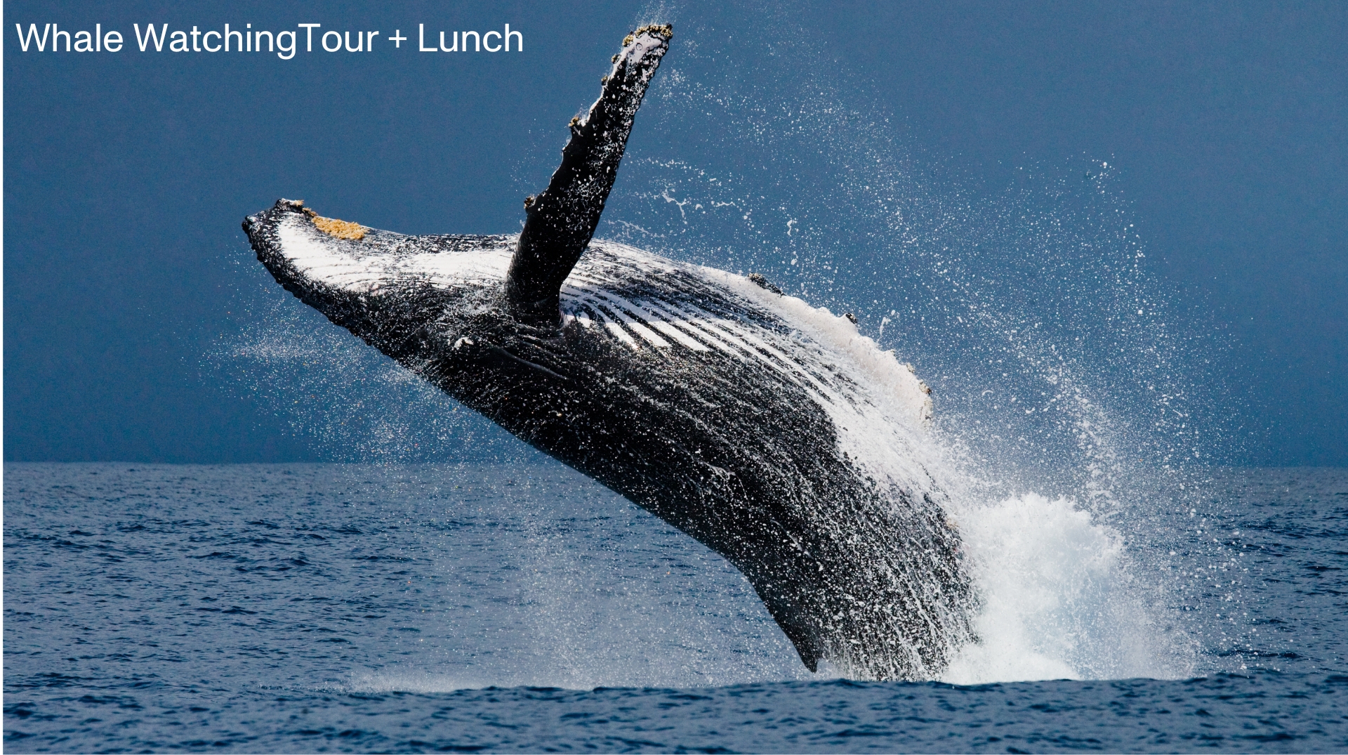 Iceland Workshop | Day 3: group lunch + whale-watching tour